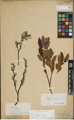Foto von Salix lapponum L.